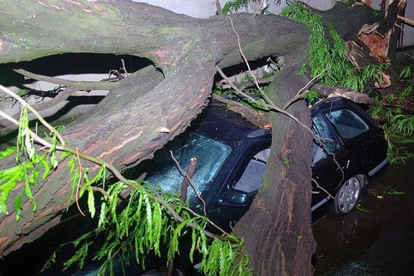 Одесса Украина Ураган Упавшее Дерево Бурелом